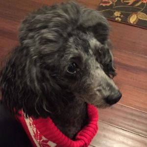 Meet your Posher, Jennifer